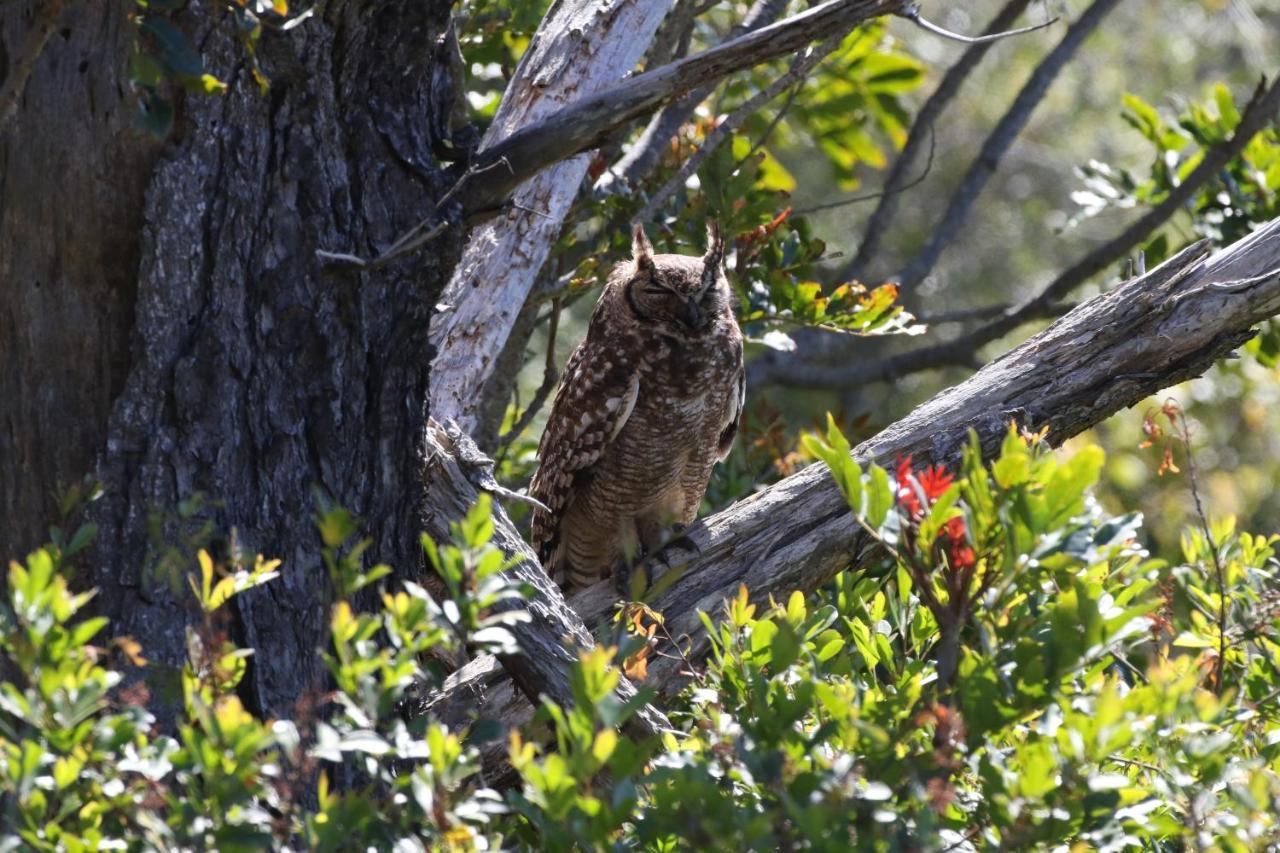 The Wood Owl Natureʼs Valley Exteriör bild